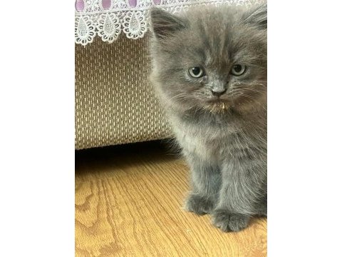 Safkan ayı surat babadan erkek british longhair yavru