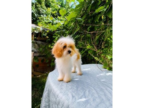 Sütlü kahve tadında kore maltipoo yavru