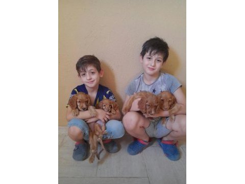 Cocker yavrular ırk sağlık garantili