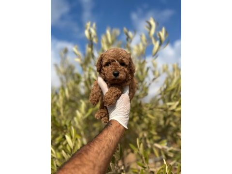 Sağlıklı poodle yavrular