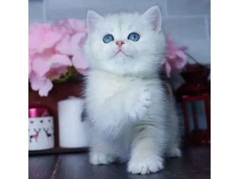 Mavi göz ns1133 british shorthair