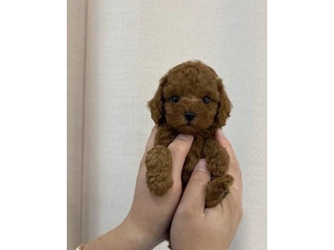 Irk garantili toy poodle 