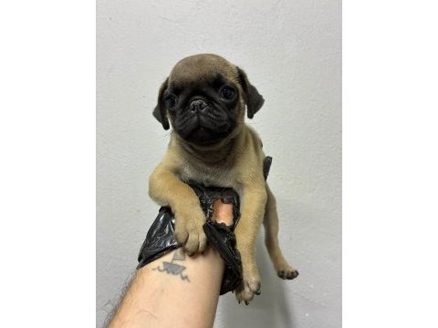 Irk ve sağlık garantili pug