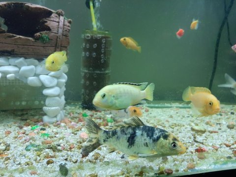 Koi japon 14 15 cm