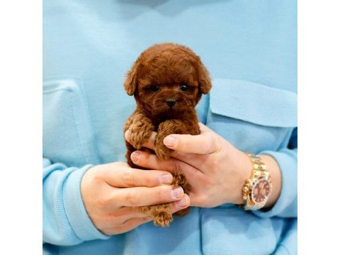 Safkan a kalite toy poodle bebeklerim