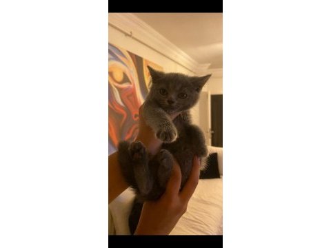 Scottish fold yavrular
