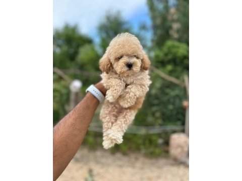 Maltipoo yavru köpeklerimiz