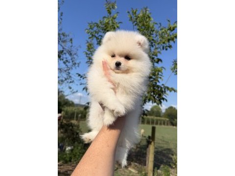 Kusursuz karbeyaz ayı surat pomeranian boo