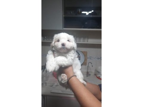 3 adet yavru terrier