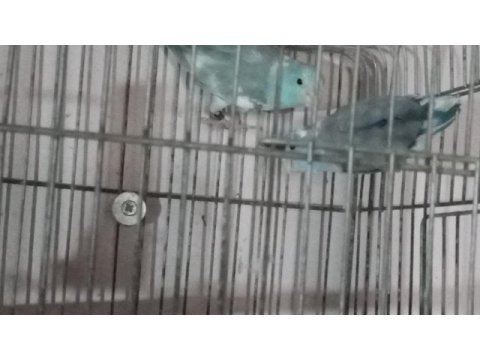 Ev üretimi genç forpus papağanlar