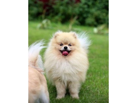 Pomeranian erkek