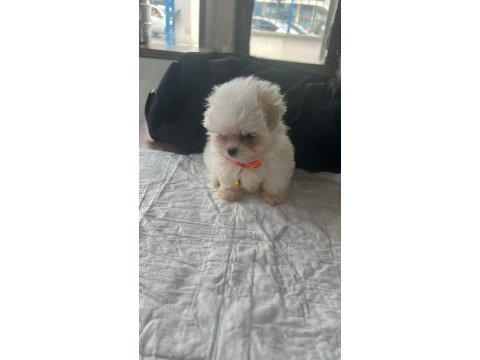 Muhteşem güzellikte show kalite maltese terrier yavruları