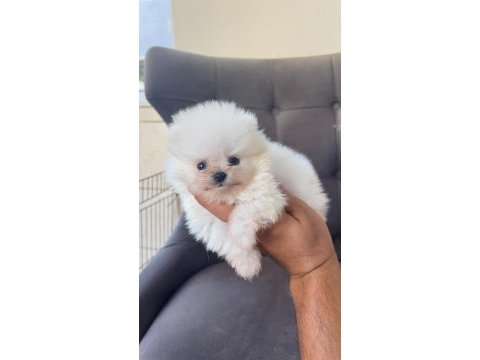 Kg garantili cep boy pomeranian yavrular max 2 kg