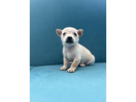 Pinscher şivava yavrular