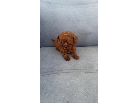Kore kan wc eğitimli toy poodle yavruları