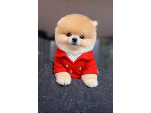Dişi erkek teacup teddy bear garantili pomeranian yavrularım