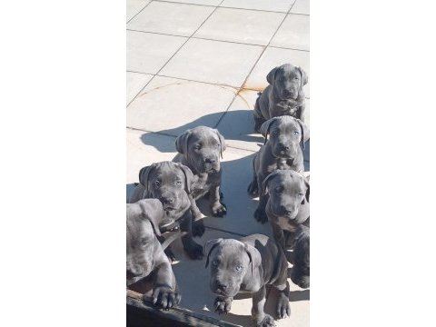 Blue cane corso yavrular