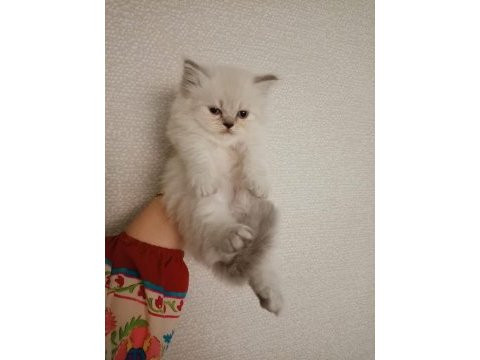 İran persian yavrularımız