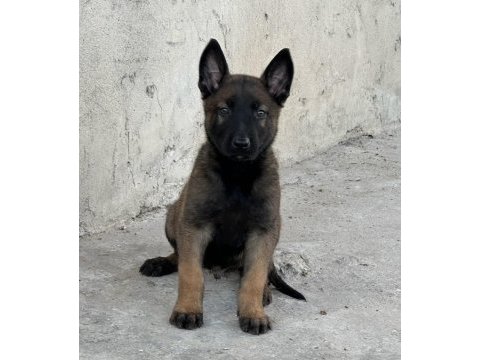 A kalite erkek ve dişi belçika malinois