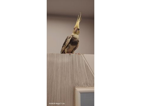 4 aylık ful evcil sultan papağanı