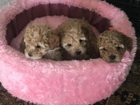 Oyuncu poodle yavrularımız