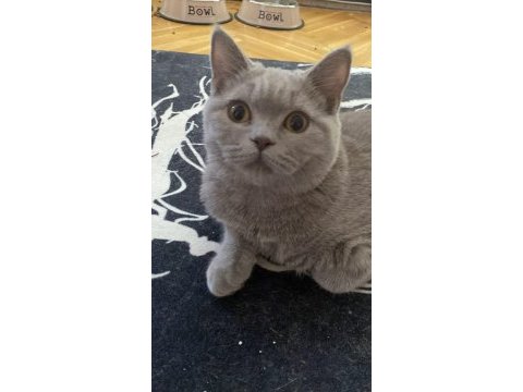 Erkek british shorthair kedimize dişi eş arıyoruz