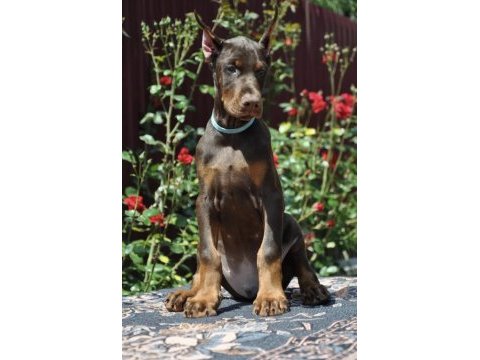 Kızıl doberman sevenlere