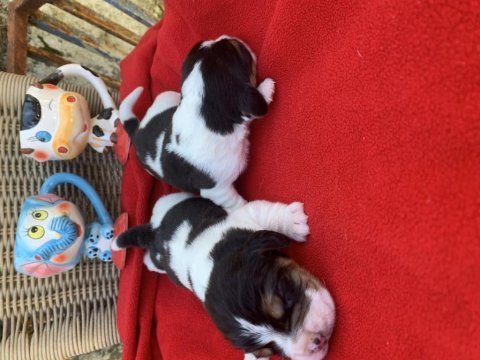 Beagle bigıl
