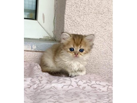Golden ny 12 renkli gözlü güzel bebek prenses kedimiz