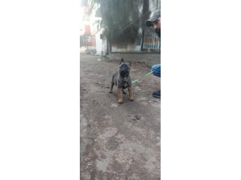 Malinois yavruları