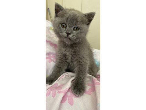 Oyuncu british shorthair kızlar kaliteli yavrular