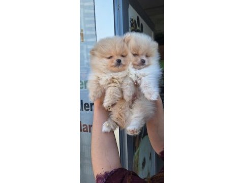 Pomeranian boo yavrular