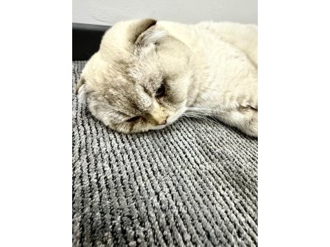 Scottish fold kedisi 2 aylık