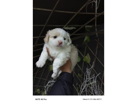 Yeni yuvalarına gitme hazır köpekler