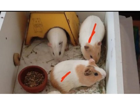 Yavru ginepig