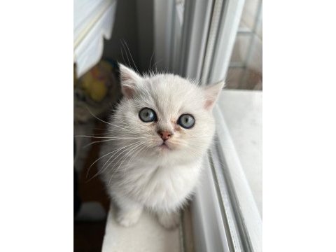 British silver shorthair