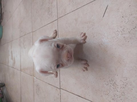 French bulldog yavrular 45 günlük