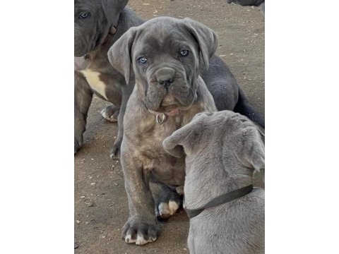 Evinizin neşesi cane corso her yere kapıda öde