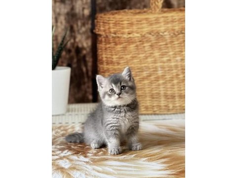 Sevimli brıtısh shorthair yavrular 