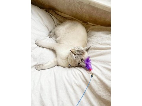 1.5 yaşında kısırlaştırılmış blue point british shorthair