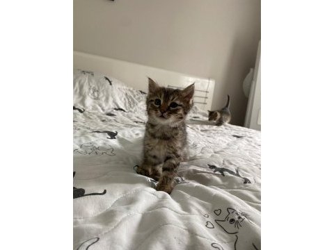 Minik yavru kediye ömürlük yuva (tuvalet eğitimli)