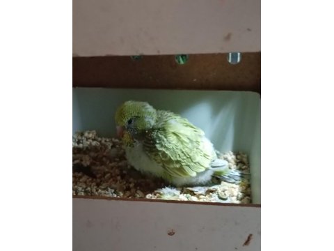 Yavrulu şov jumbo muhabbet kuşu