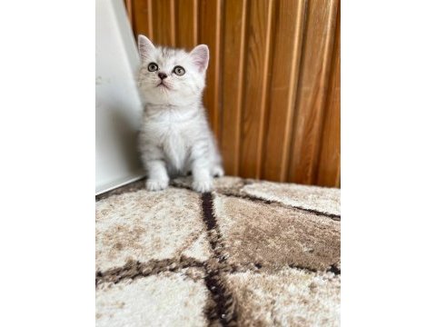 British shorthair silver point 2 aylık dişi
