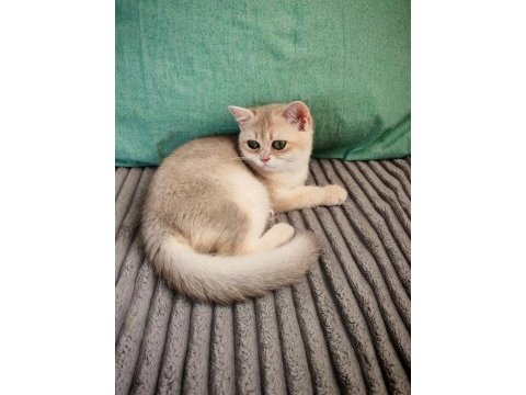 Yeşil gözlü blue golden erkek british shorthair