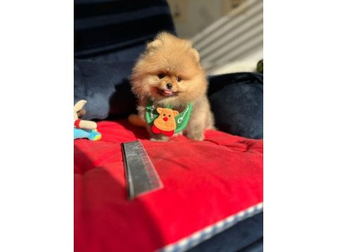 Orijinal pomeranian boo show kalite yavrular