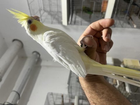 Yeme düşmüş sultan papağanı