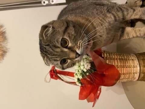 Badem scottish fold kız