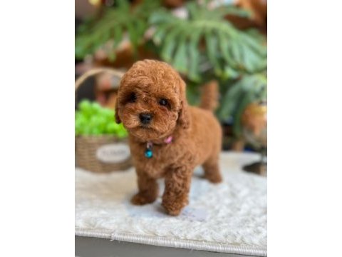 Littlepaws farkıyla orjinal red toypoodle