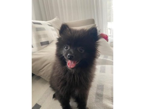 6 aylık ayı yüzlü siyah renkli pomeranian gece erkek