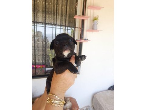Siyah erkek french bulldog yavrumuz sahibini arıyor